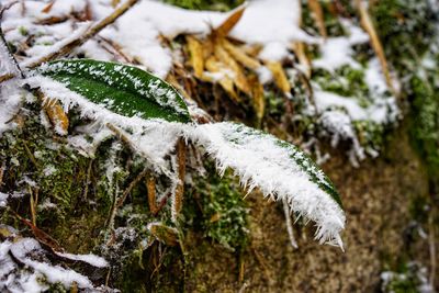 Close-up of frost on tree covered with snow