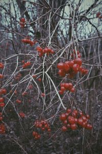 Close-up of red berries on tree