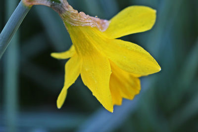 Close-up of wet yellow flower