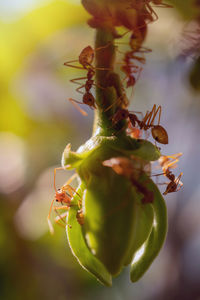 Close-up of insect on plant