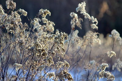 Close-up of snow on plant