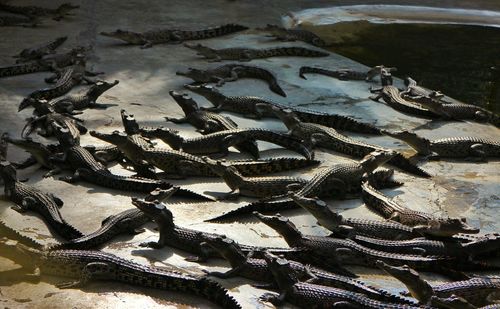 High angle view of starfish on beach