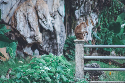 Cat sitting on a plant