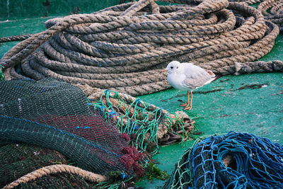 High angle view of seagull by ropes and fishing net