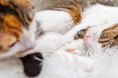 Close-up of cat sleeping