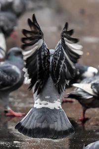 Close-up of pigeon flying