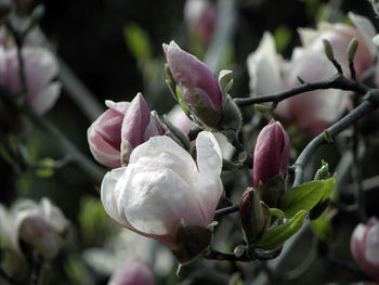 Close-up of fresh white flowering plant