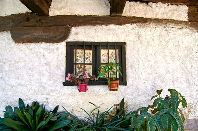 Potted plants on wall of building