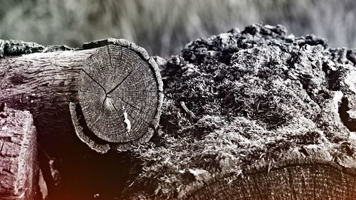 Close-up of log against trees in forest