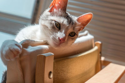 Portrait of ginger cat at home