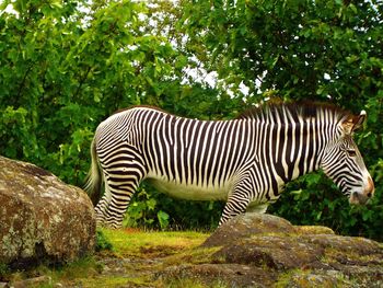 Zebras in a forest