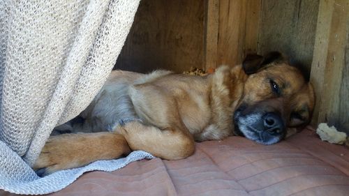 Close-up of dog lying on floor