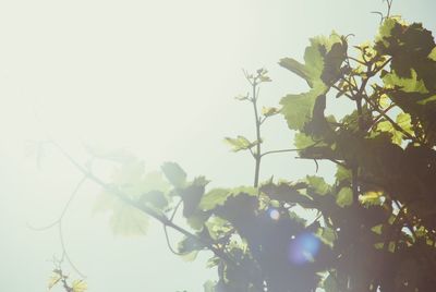 Close-up of tree against sky