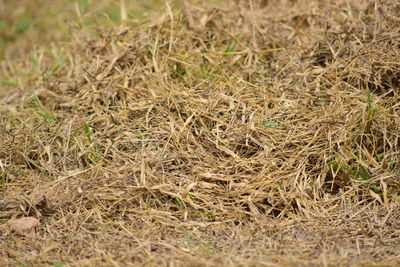 Full frame shot of dry grass on field