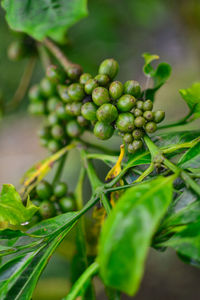 Wild coffee leaves and green berries in bali