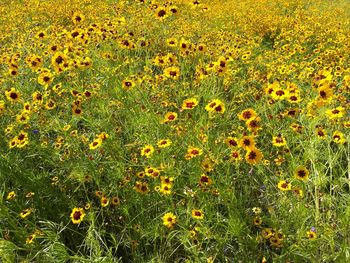 Full frame shot of yellow flowers