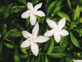 Close-up of white flowers