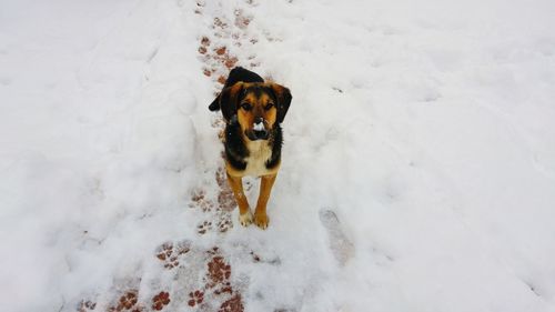 Portrait of dog on snow covered land