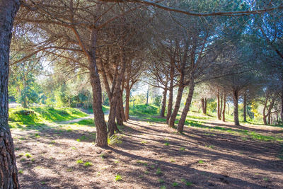 View of trees in forest