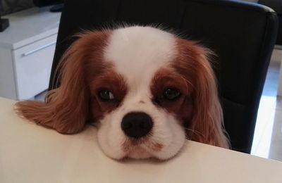 Close-up portrait of puppy