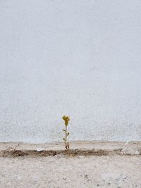 Yellow flower on wall
