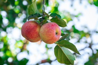 Close-up of apple on tree