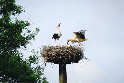 Low angle view of storks perching on nest against clear sky