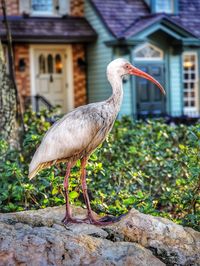 Bird perching on a wall