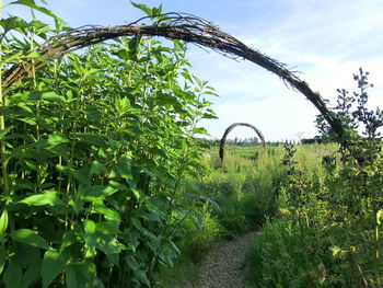 Plants growing on field against sky