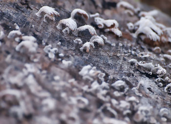 Mushrooms grow on tree surface