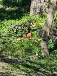 View of an animal on field