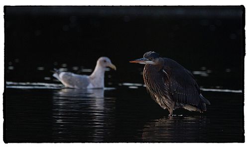 Close-up of gray heron by lake