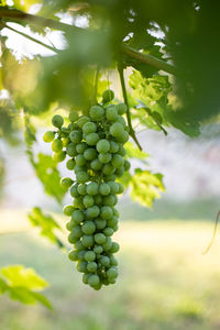 Close-up of grapes growing in vineyard