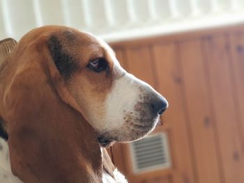 Close-up of a dog looking away