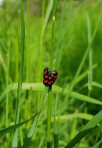 Close-up of ladybug on grass