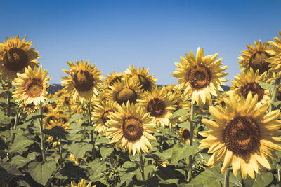 Close-up of sunflower against sky