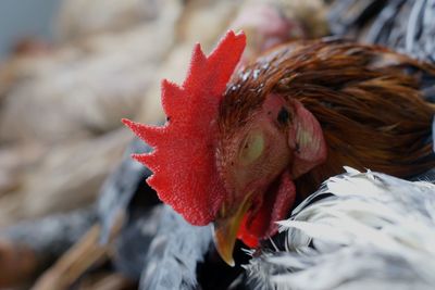 Close-up of a bird