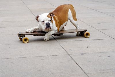 Dog roller skating on road