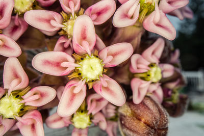 Close-up of pink flowering plants