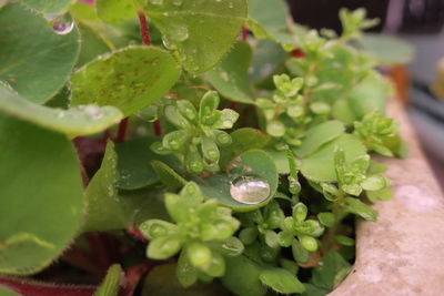 Close-up of water drops on plant