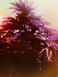 Low angle view of flower tree against sky