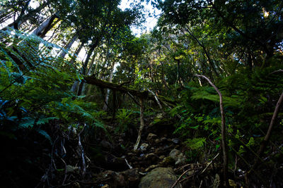 Low angle view of trees in forest