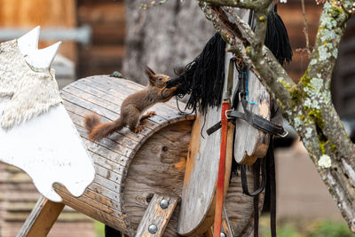 Squirrel getting wool from a wooden horse as nesting material...