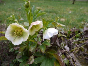 Close-up of white flowers blooming outdoors