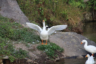 Seagulls flying over lake