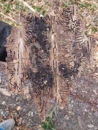 Close-up of tree trunk