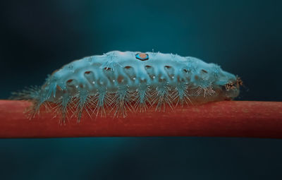 Close-up of insect on sea