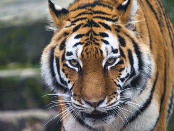 Close-up portrait of a tiger