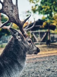 Close-up of deer