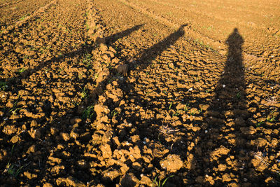 High angle view of shadow on field